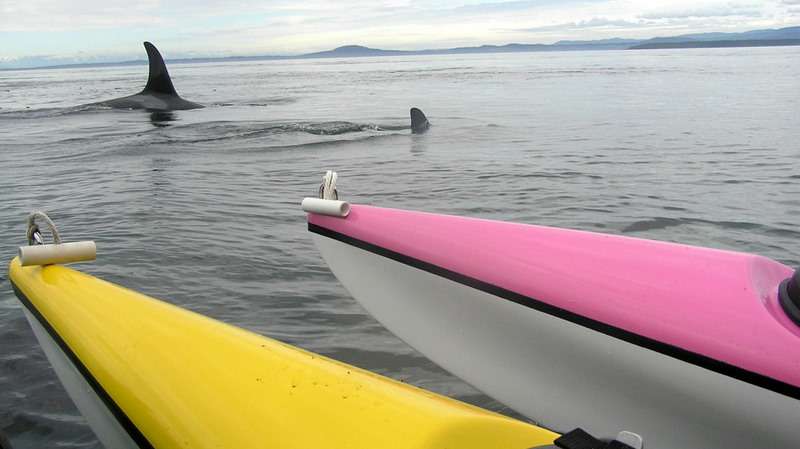 Front ends of a yellow and pink kayak at bottom right with Orca fin poking out of the water at top center