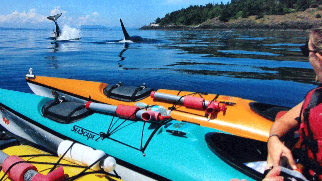 orca kayaking trip