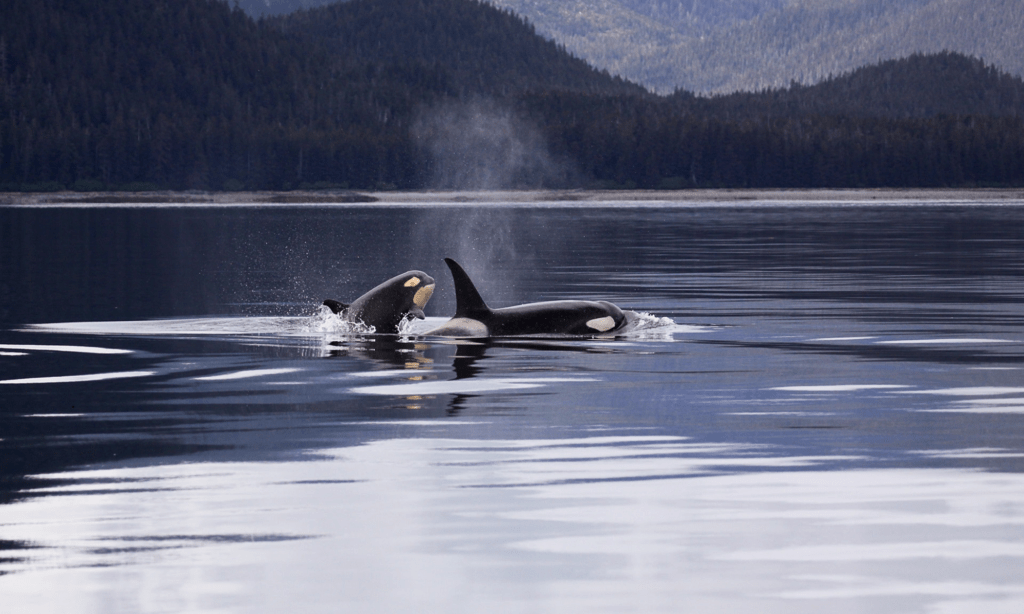 orca kayaking trip